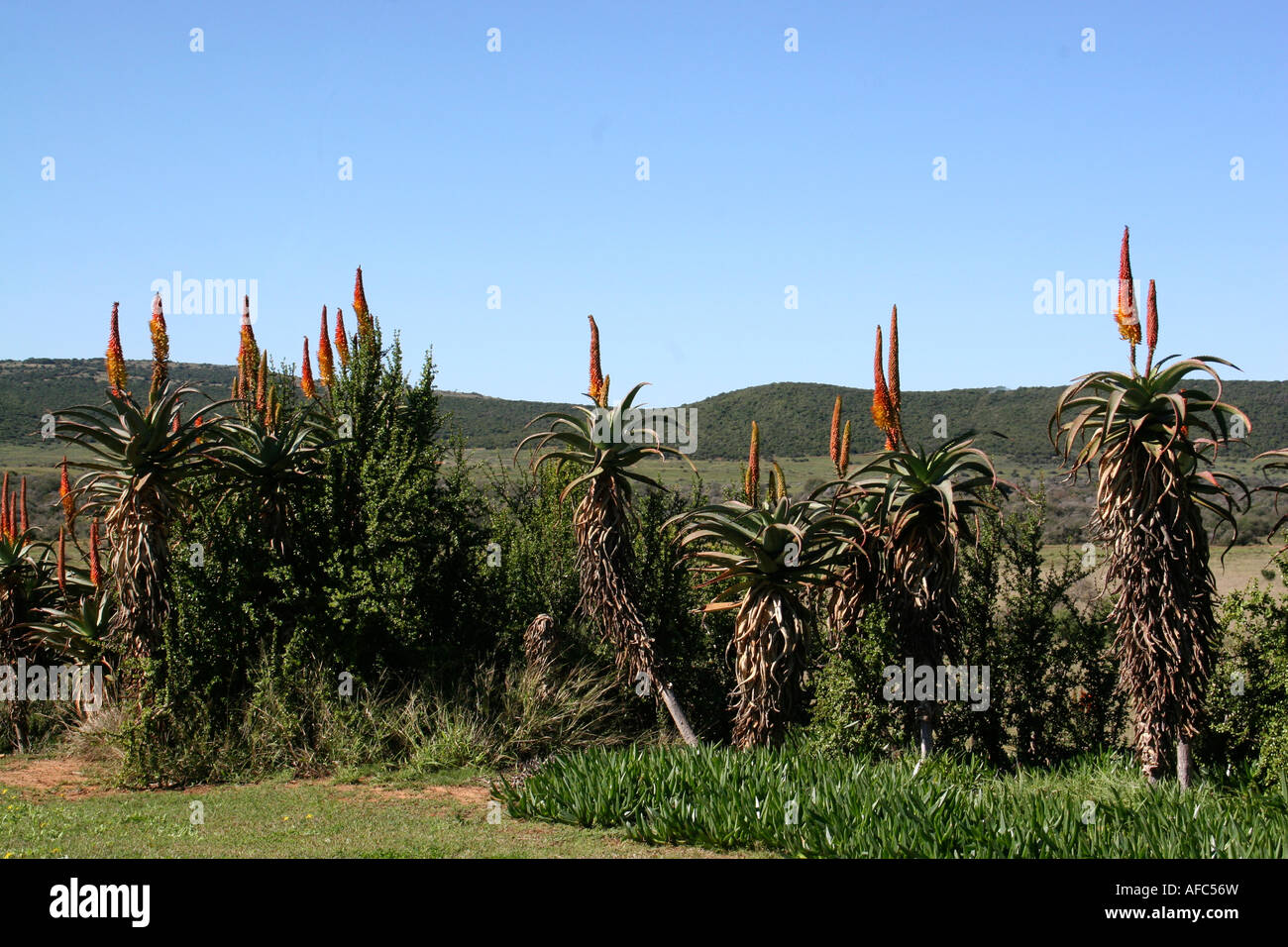 Aloes in the mist, Africa, Liliaceae, Lillies, African lillies, Cape flora, Cape flowers, cape, Cape Province, Flora, botanical, Stock Photo