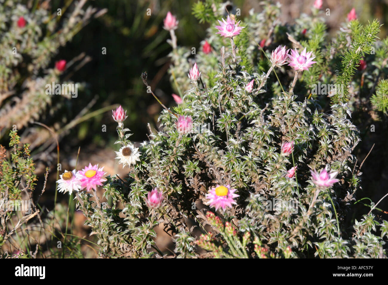 Flora scenery hi-res stock photography and images - Alamy