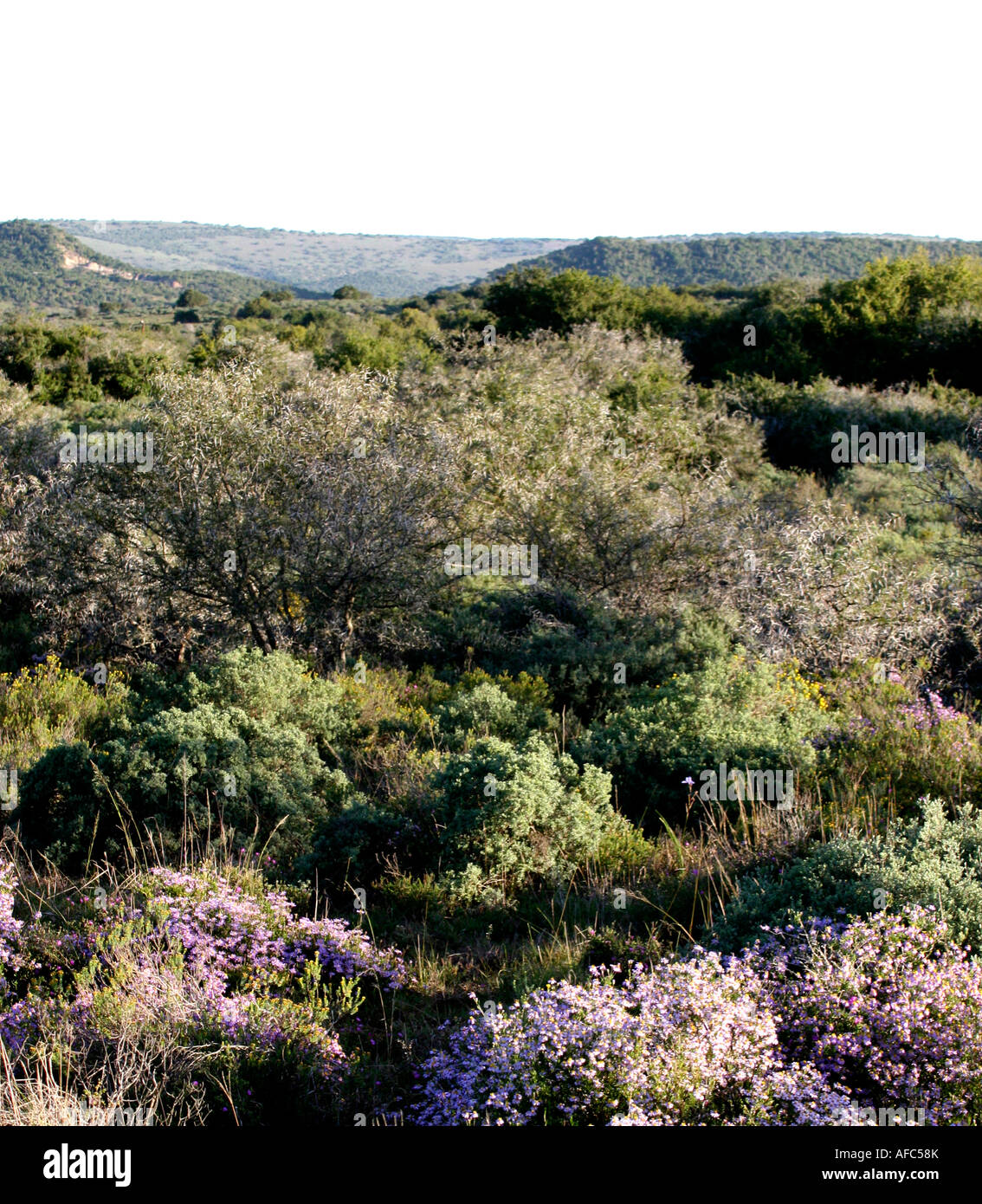 Cape Flora and views, S. Africa Stock Photo Alamy