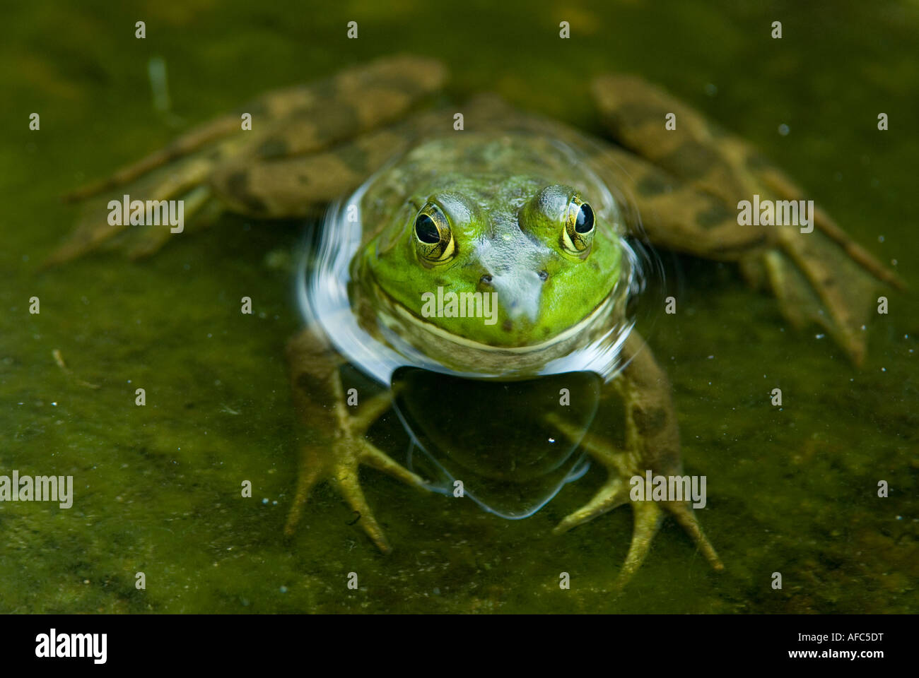 Green Frog (Rana clamitans), Pond, E USA by Skip Moody / Dembinsky Photo Associates Stock Photo