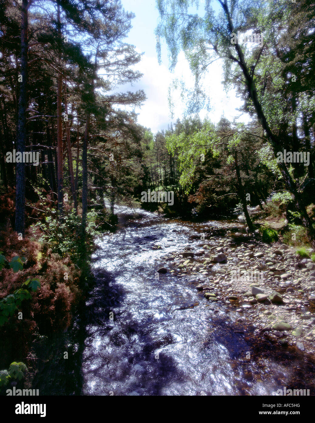 woodland scene Stock Photo: 13900635 - Alamy