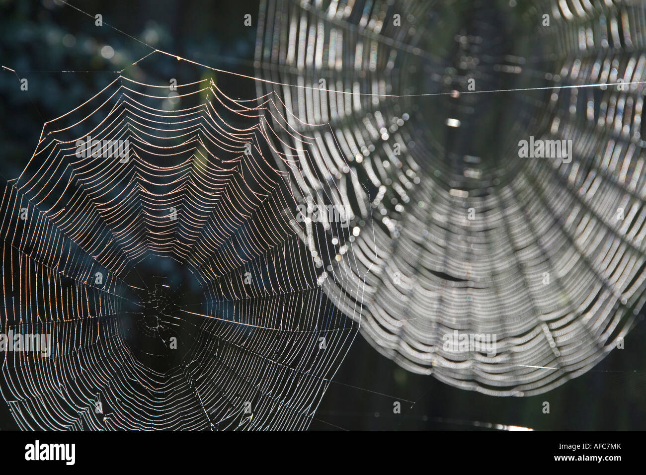 Detail of two spiders webs against a dark background Stock Photo