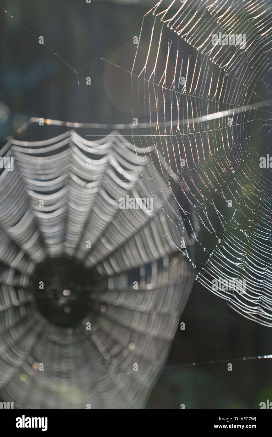 Detail of two spider webs against a dark background Stock Photo