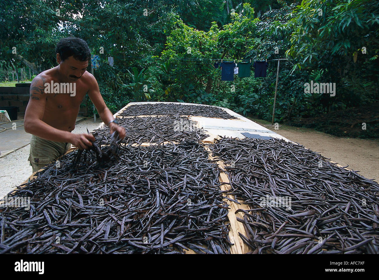 Drying Vanilla Beans, Huahine French Polynesia Stock Photo Alamy