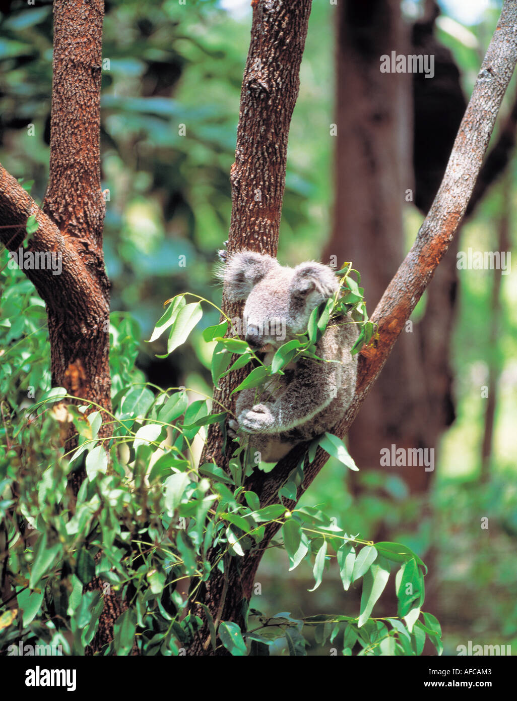 Travel to Australia Stock Photo Alamy