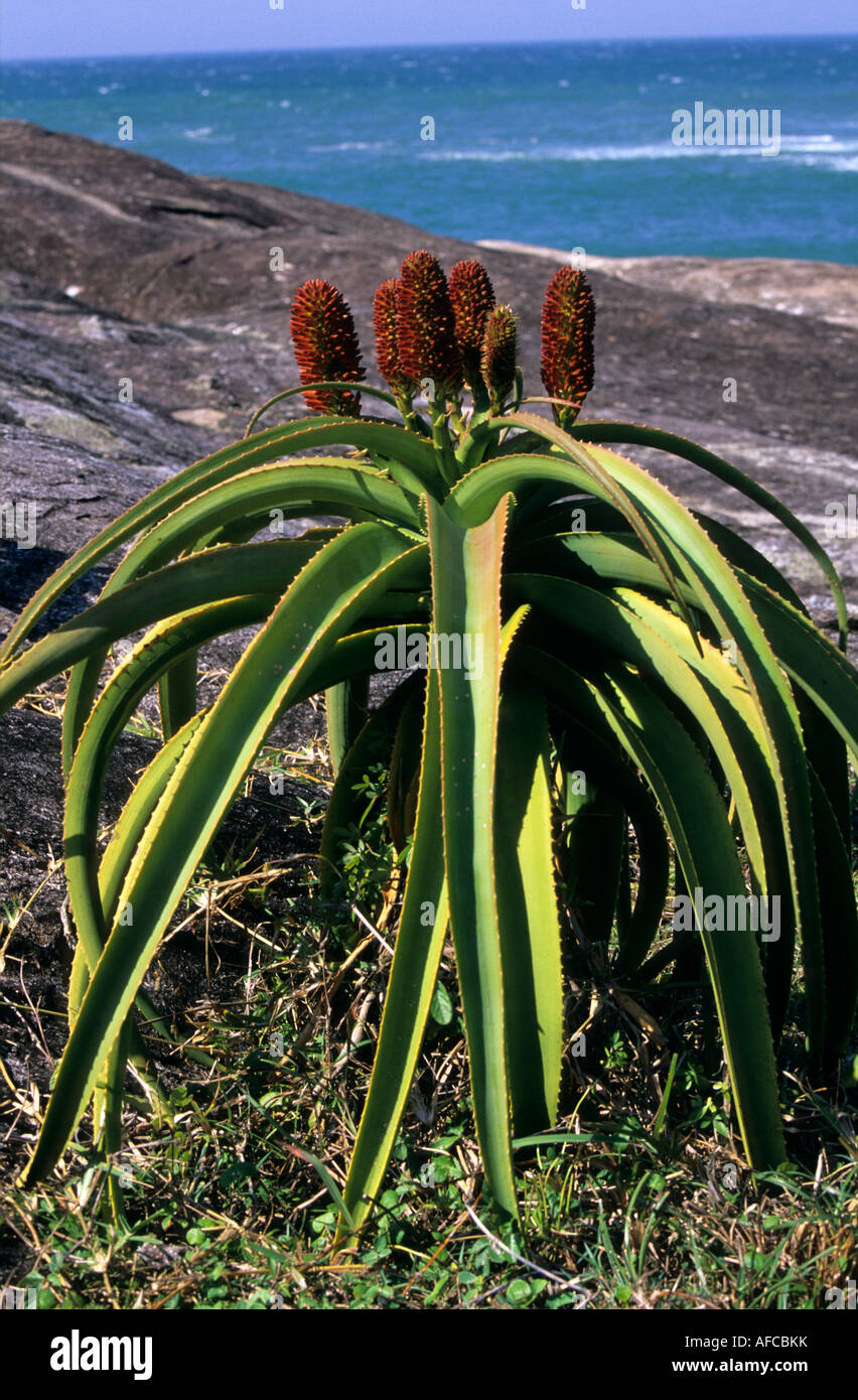 Aloe plant, Madagascar Stock Photo