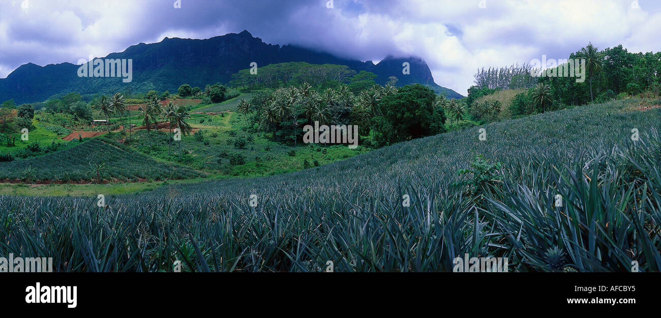 Pineapple Plantation, Paopao Valley, Moorea French Polynesia Stock