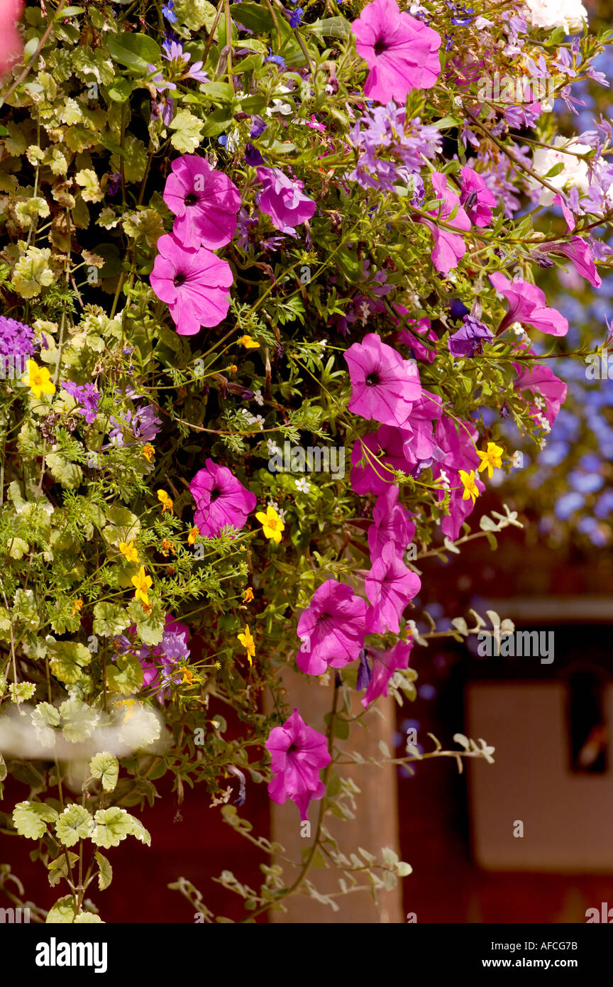Hanging Basket floral display Stock Photo Alamy