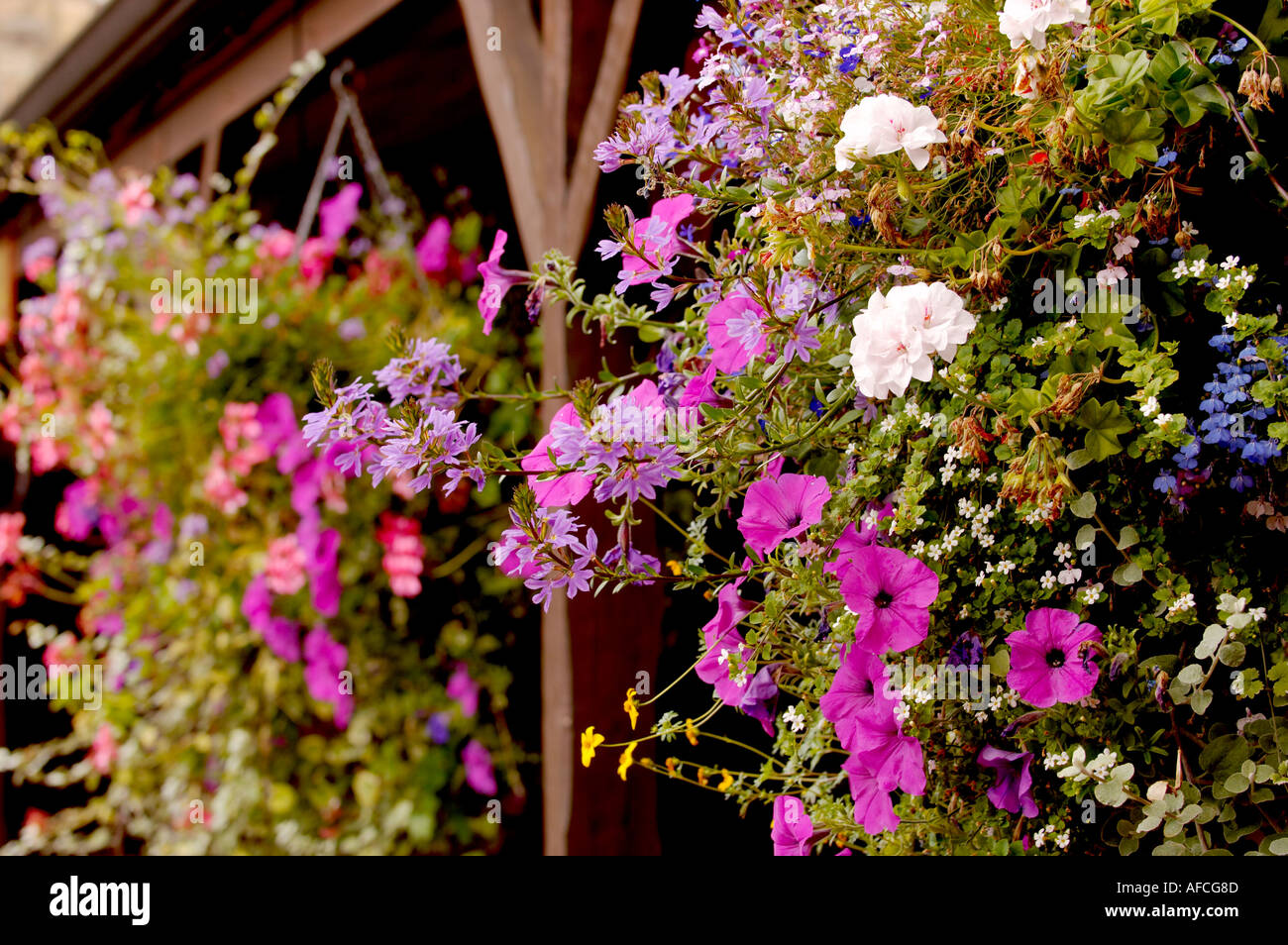 Hanging Basket floral display Stock Photo Alamy