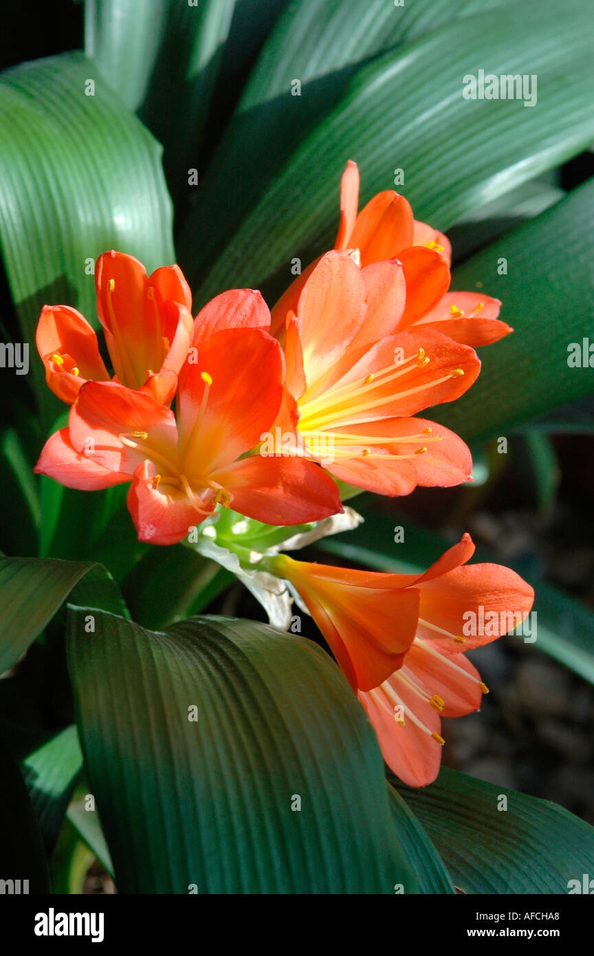 Clivia plant with orange flowers and green leaves in sunlight Stock Photo