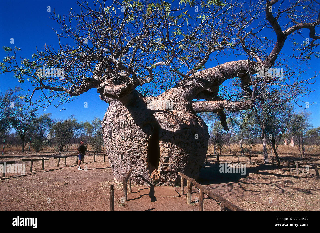 The boab prison tree hires stock photography and images Alamy