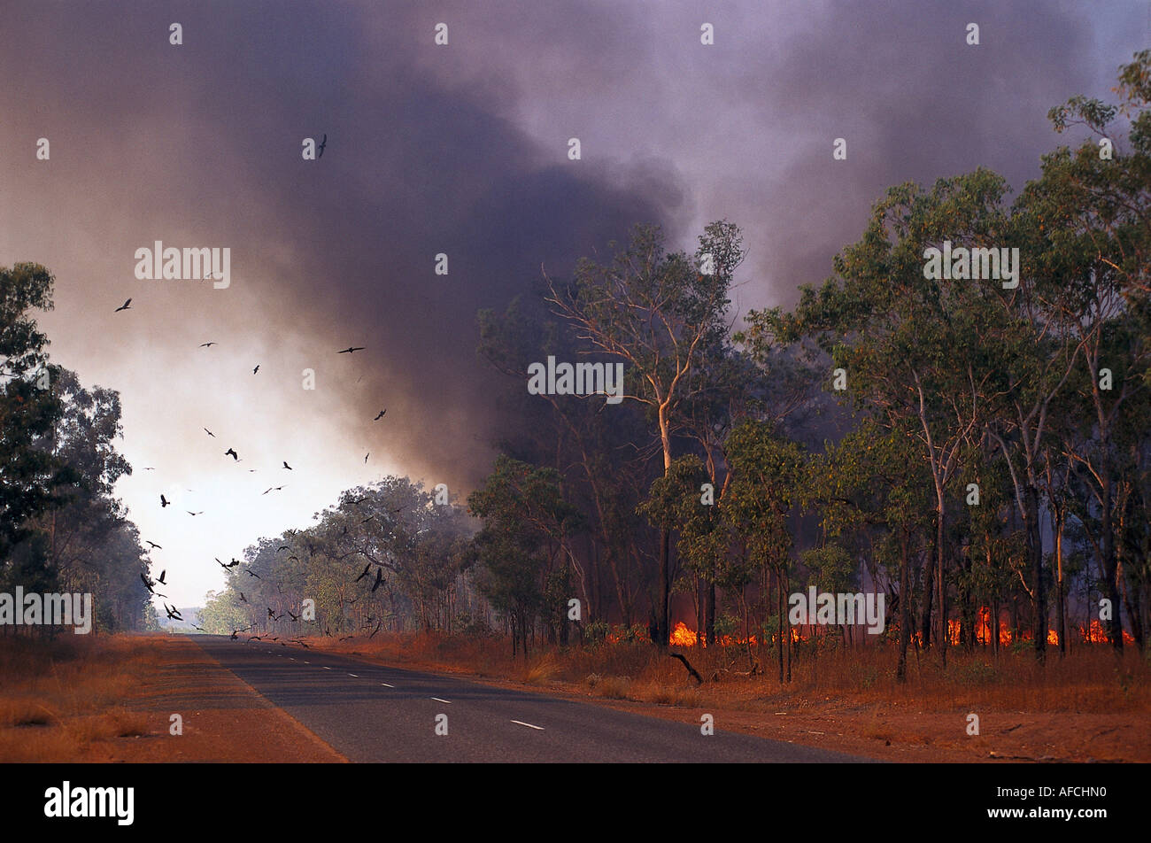 Birds & Bushfire, Kakadu NP NT, Australia Stock Photo