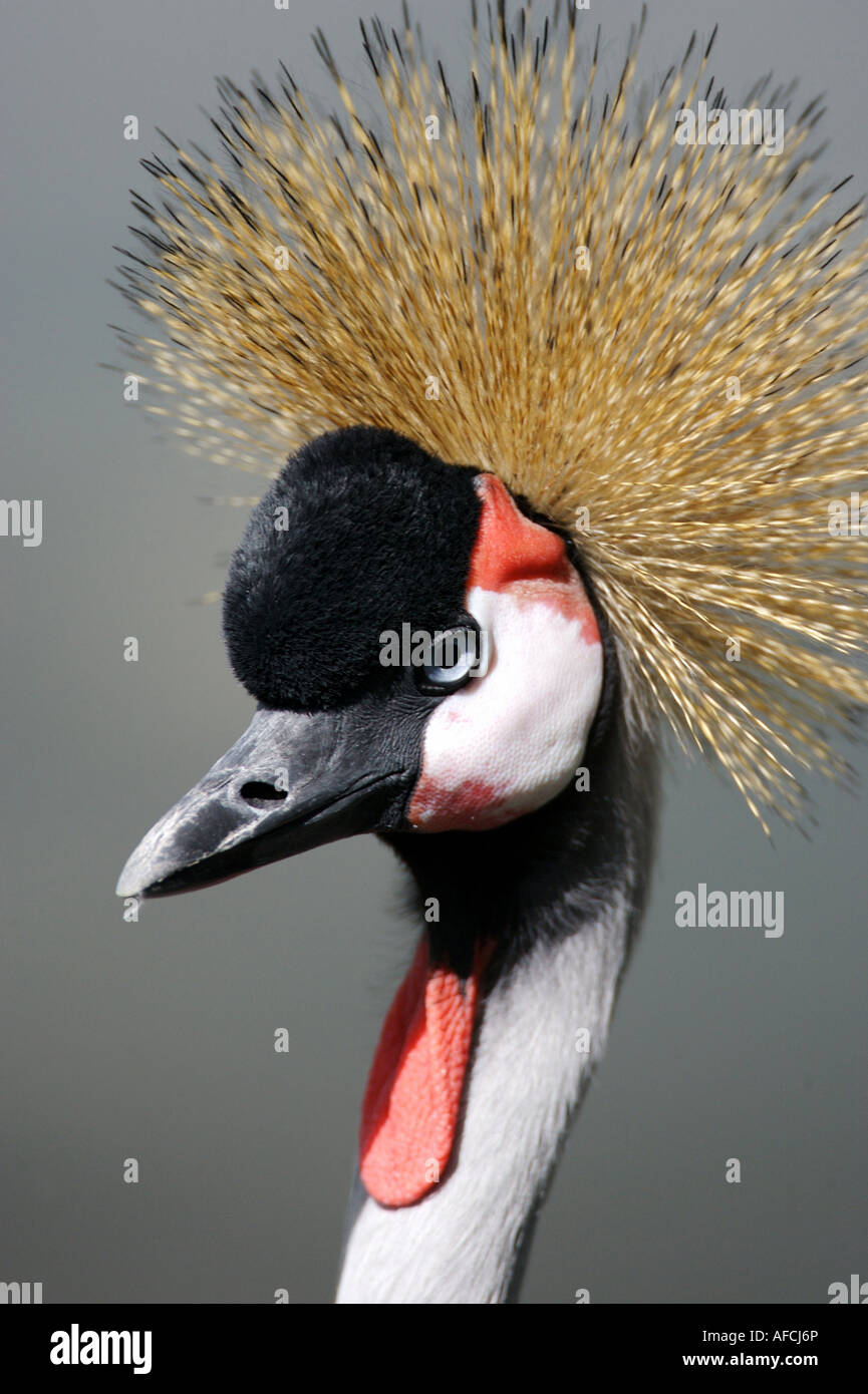 Black Crowned Crane Stock Photo - Alamy