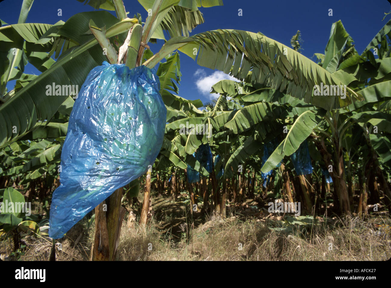 St. Lucia,West Indies,Windward Islands,Eastern Caribbean,Lesser Antilles,Tropics,warm weather,climate,Cul de Sac Banana Plantation,blue bags protect r Stock Photo
