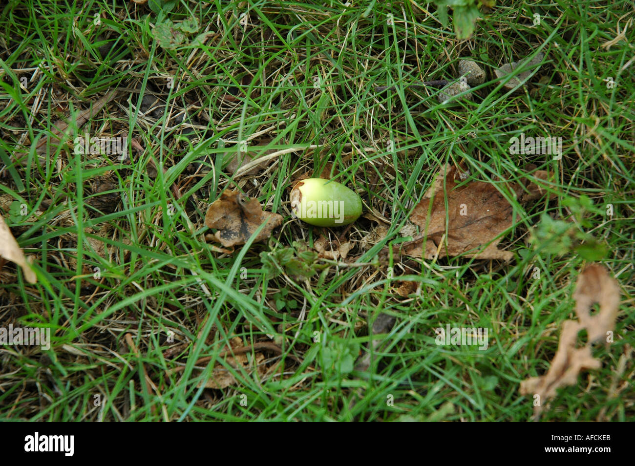 Potential oak tree hi-res stock photography and images - Alamy