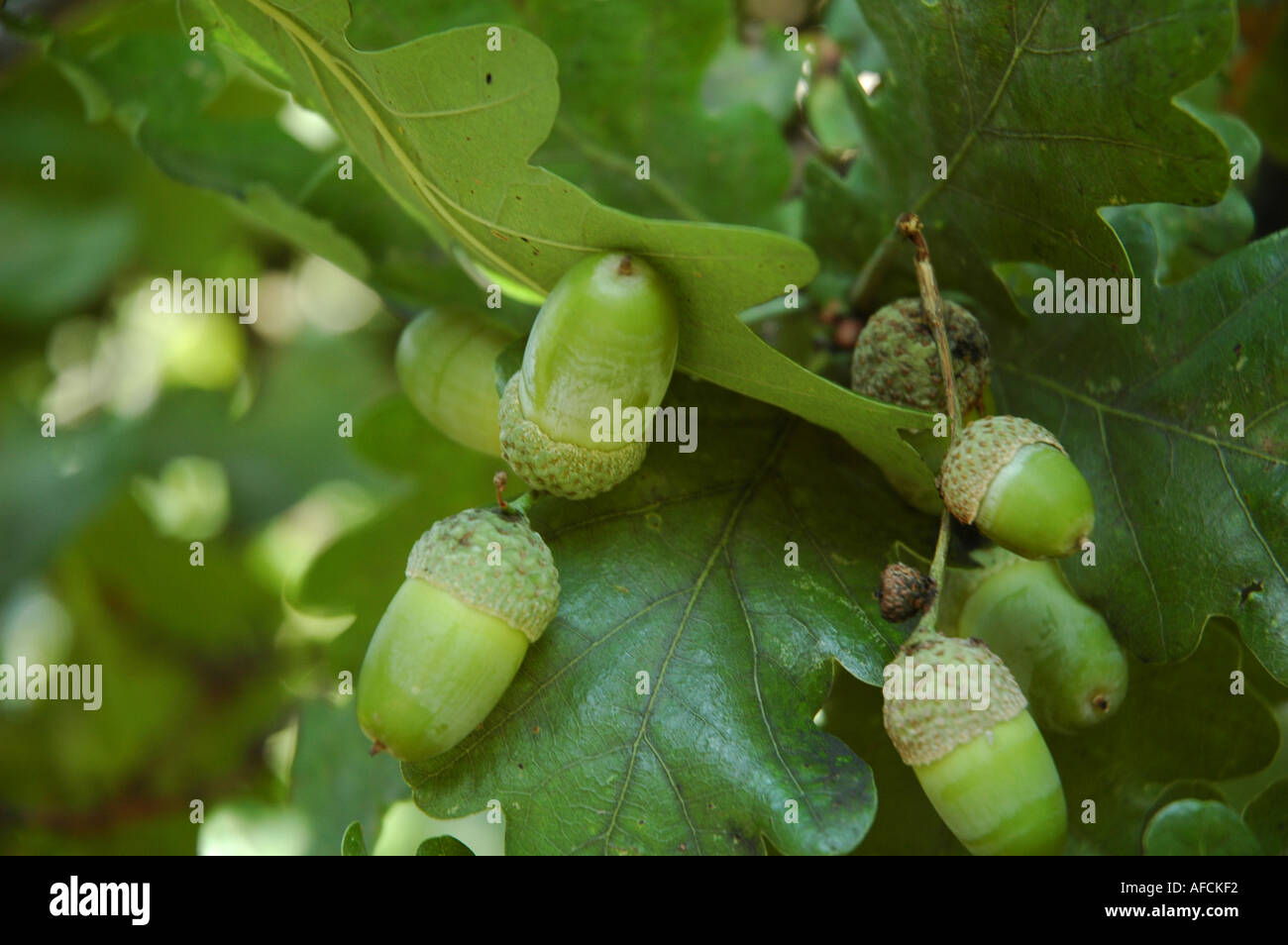 Potential oak tree hi-res stock photography and images - Alamy