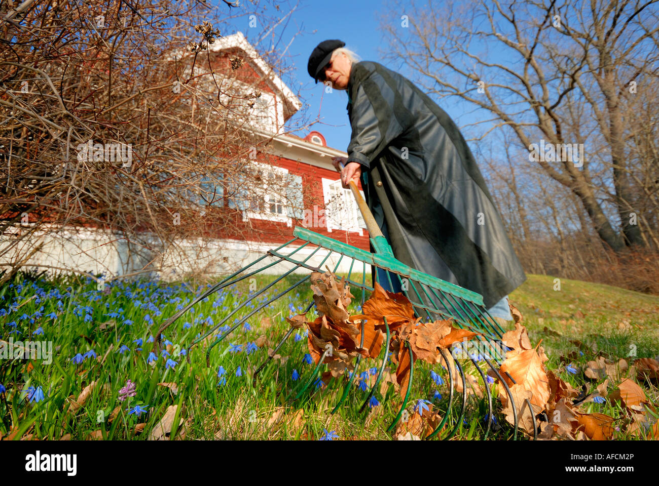 old woman with rake collecting fallen leafs from lawn at spring, Sweden ...