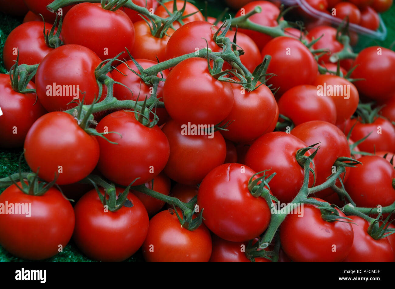 tomatoes on the vine Stock Photo Alamy