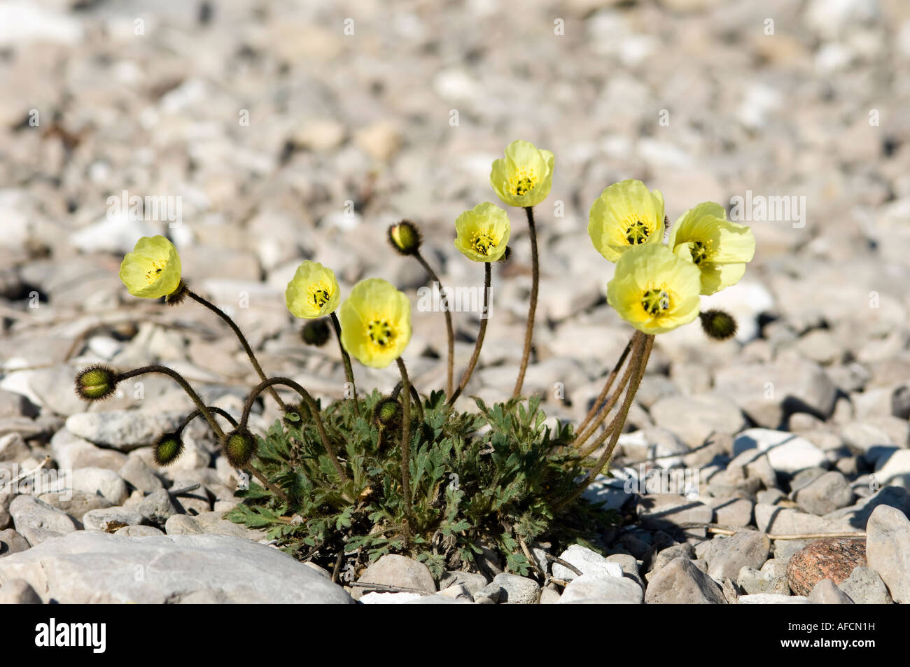 Arctic poppies growing on Baffin Island, Nunavut, Canada Stock Photo