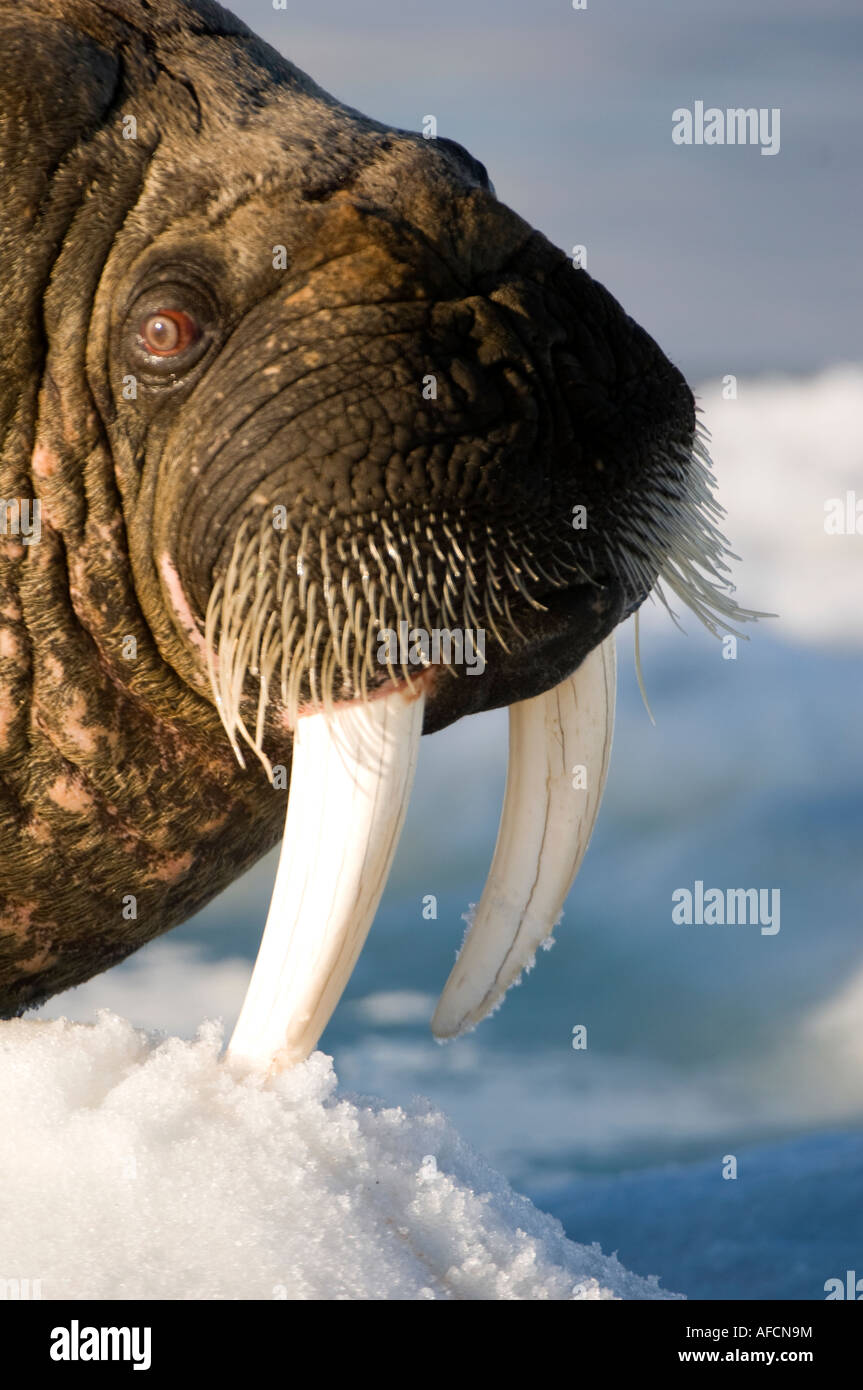 Animals of the Ice: Walruses