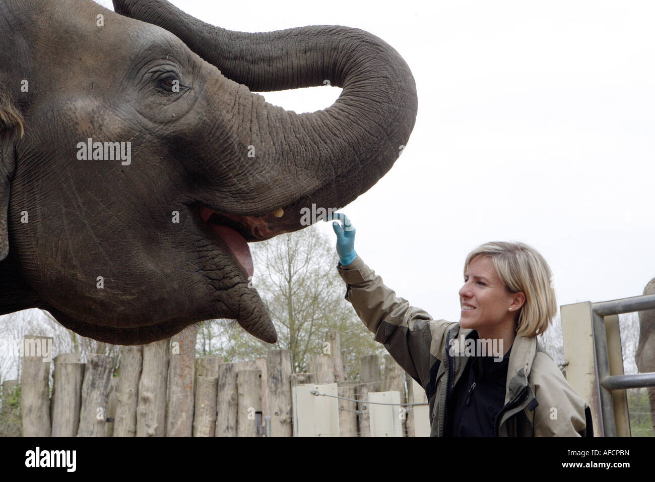 The zoo veterinary surgeon of the zoo Allwetterzoo Dr Sandra Silinski with the female elephant Stock Photo