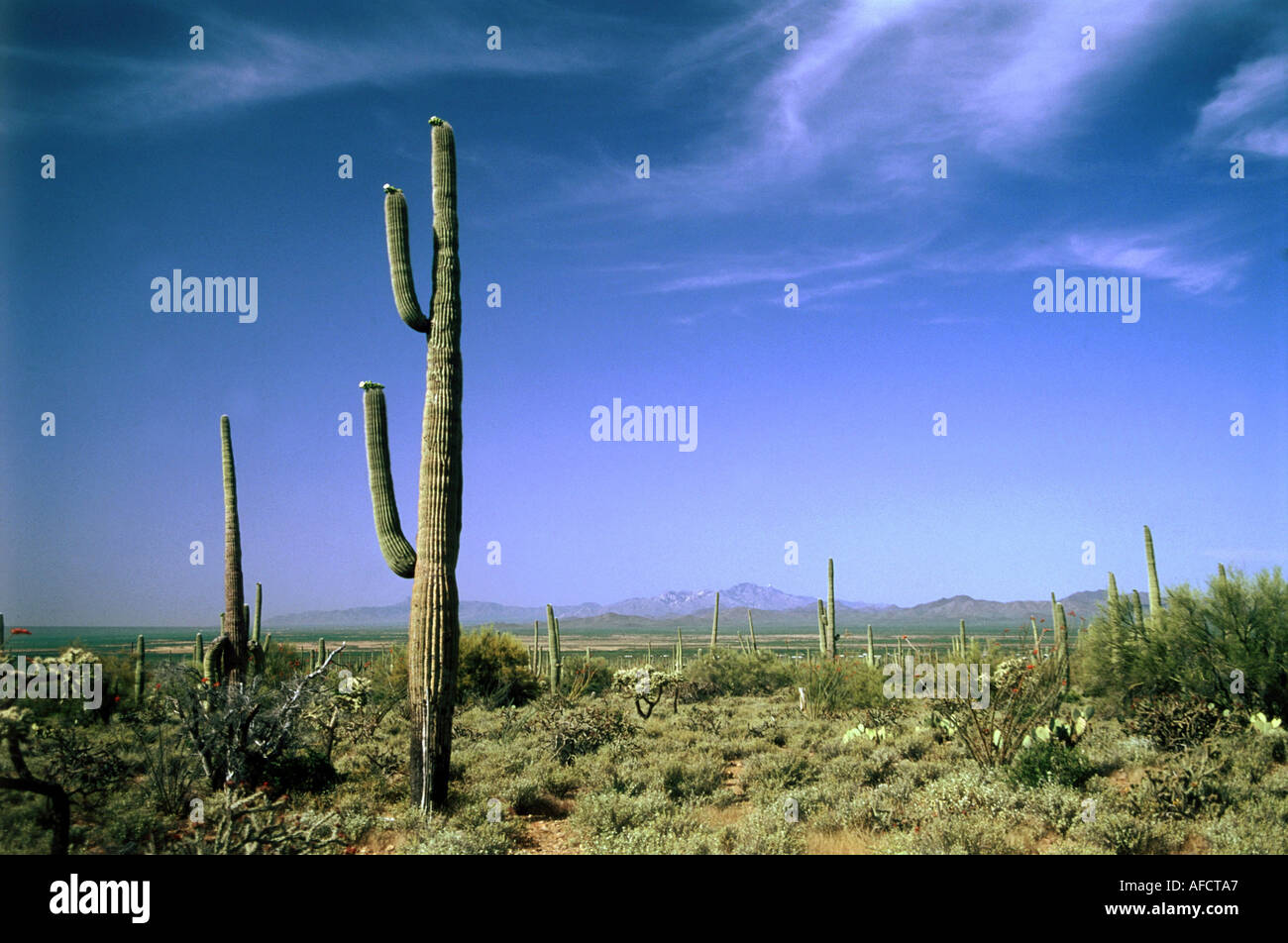 Saguaro kaktus wste usa hi-res stock photography and images - Alamy
