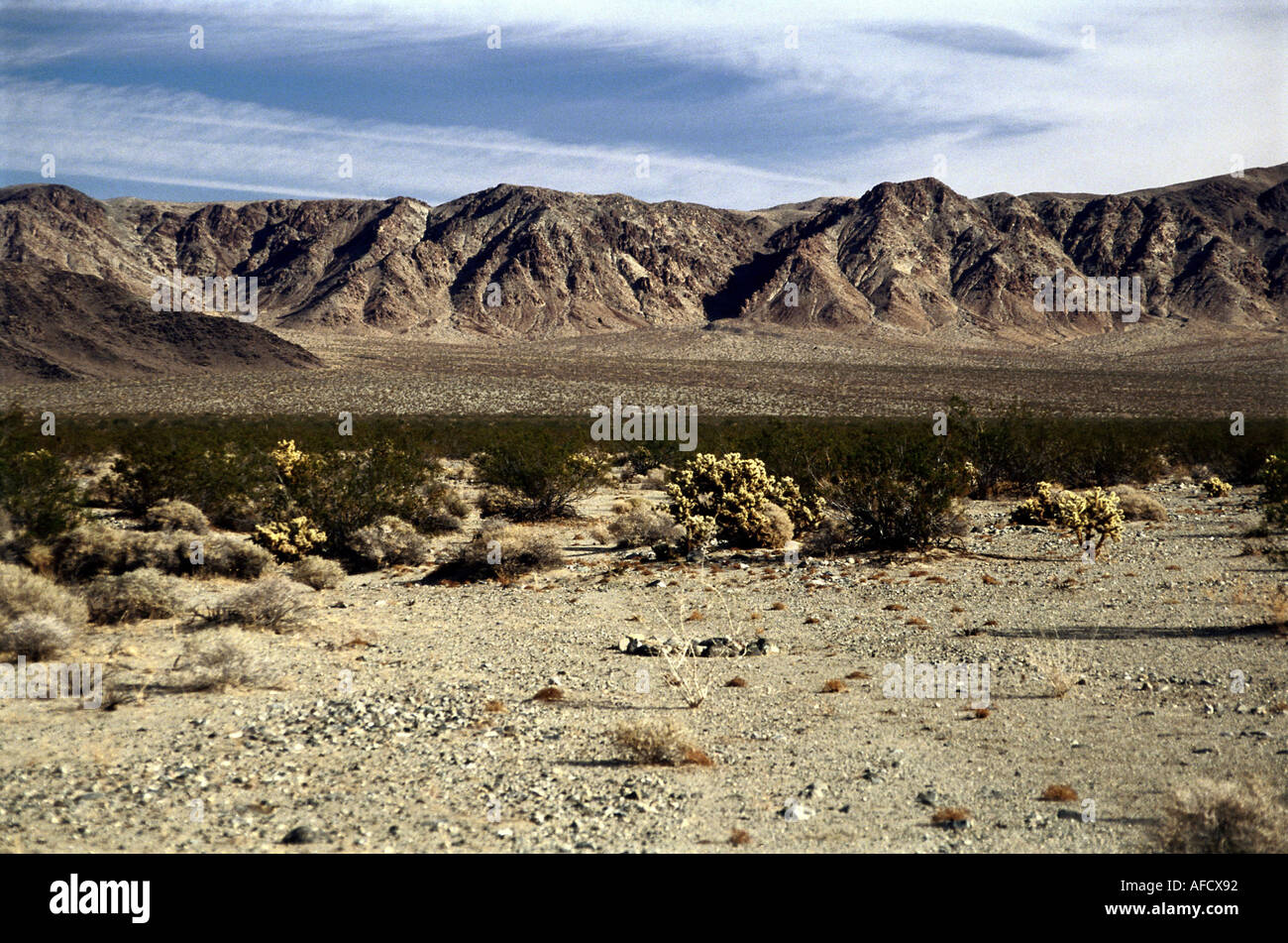 Geo.: USA, Nevada, Landschaften, typische Wüstenlandschaft und Vegetation cholla opuntien kreosote büsche busch Stock Photo