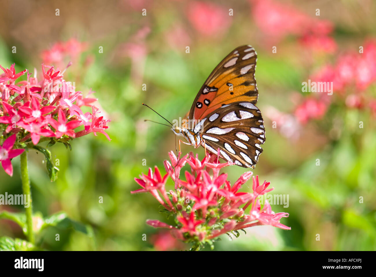 Gulf Fritillary Butterfly (Agraulis vanillae) on Pentas lanceolata, Oklahoma, USA. Stock Photo