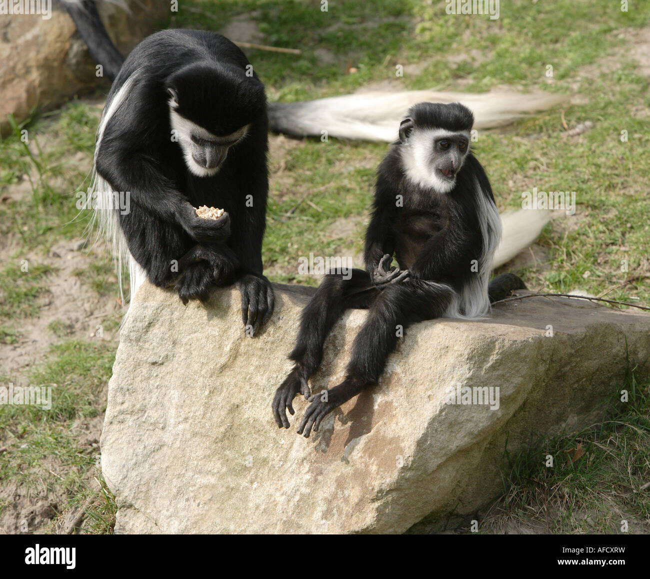 Colobuses High Resolution Stock Photography and Images - Alamy