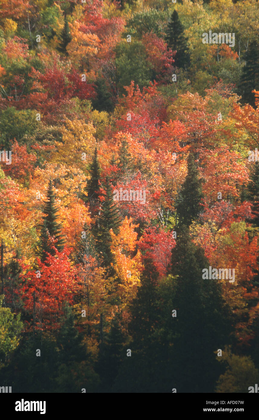 In Quebec the vivid dramatic colors of Autumn leaves draws huge crowds ...