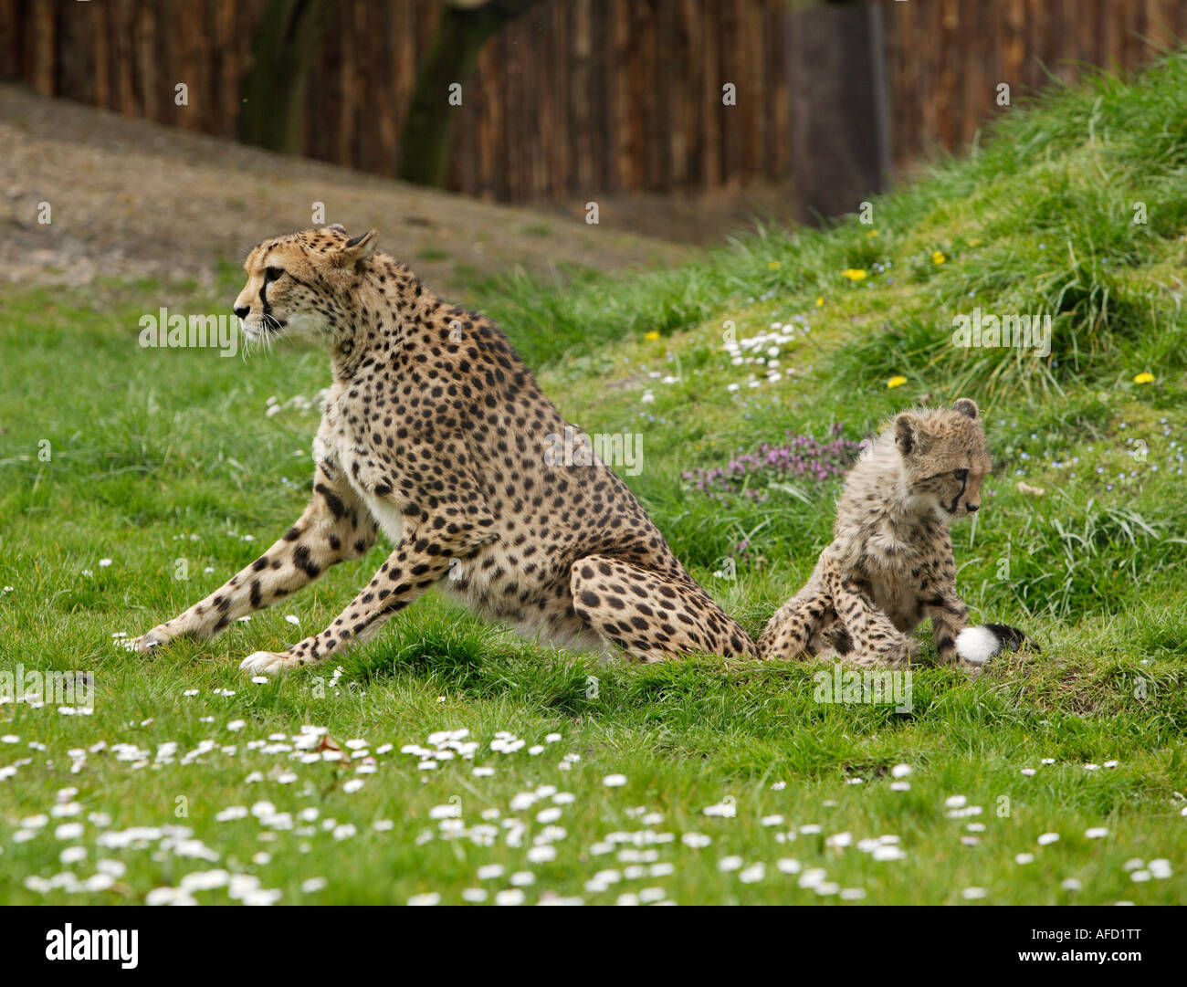 Cheetah with young animals Stock Photo