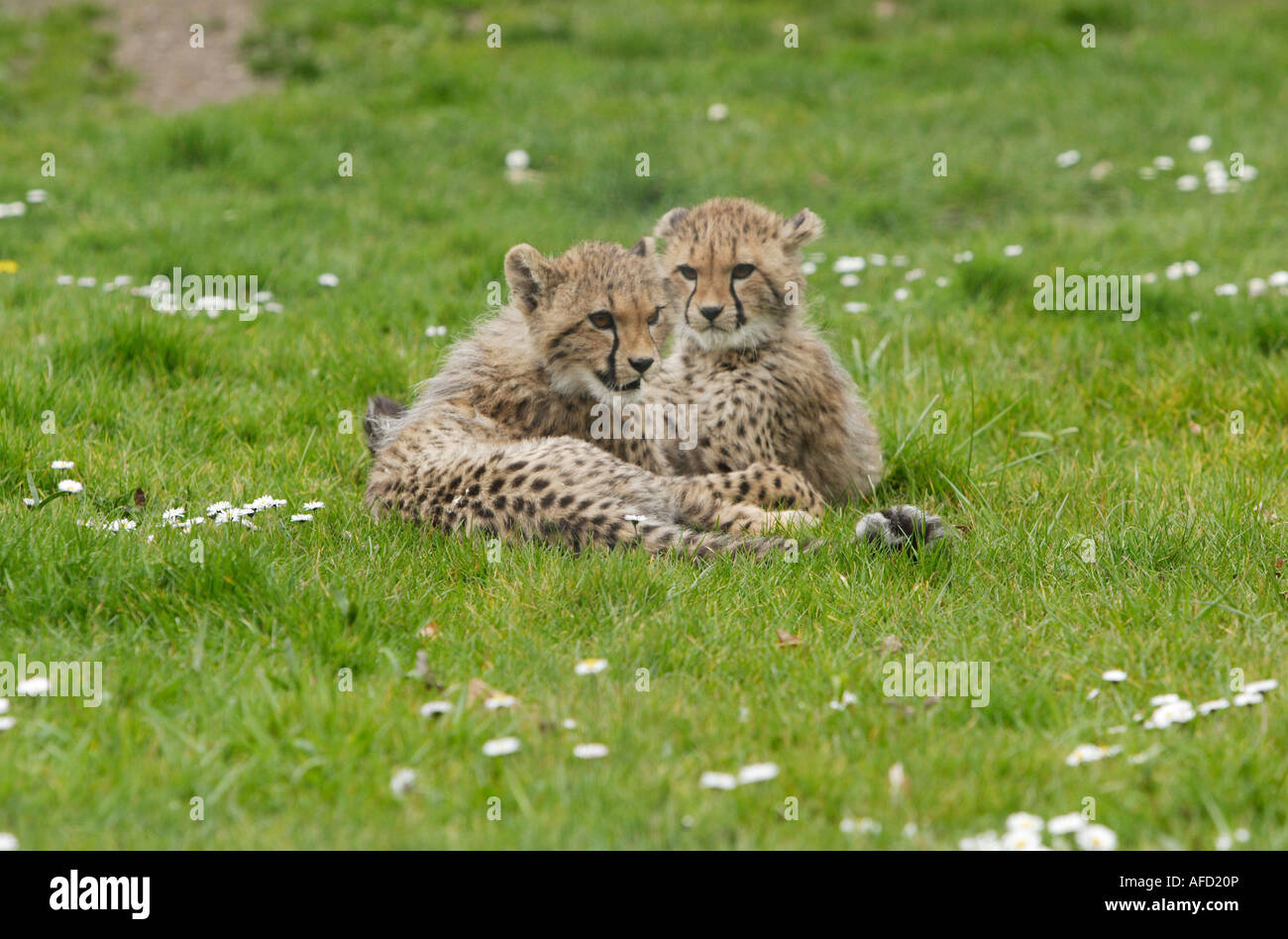 Young cheetahs Stock Photo