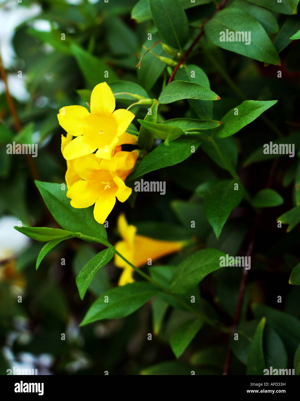 Yellow Carolina Jasmine flowers Stock Photo Alamy