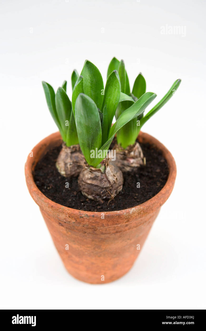 Hyacinth bulbs in a clay with new shoots growing Stock Photo