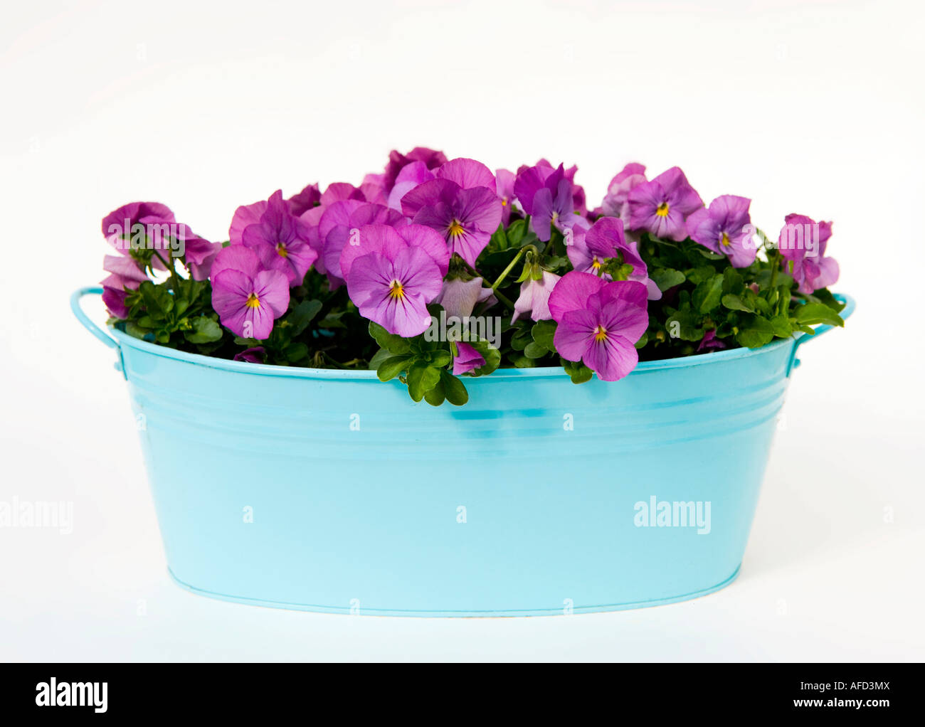 Pansies potted up in a blue metal container Stock Photo