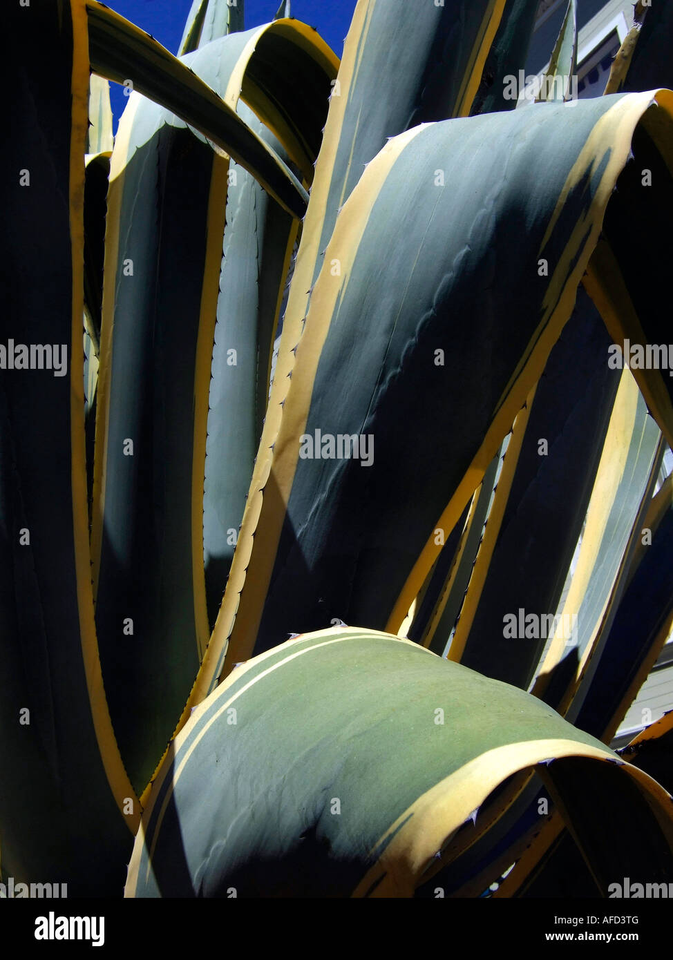 "Agave "variegata ^americana", green and yellow ^striped ^leaves, California" Stock Photo