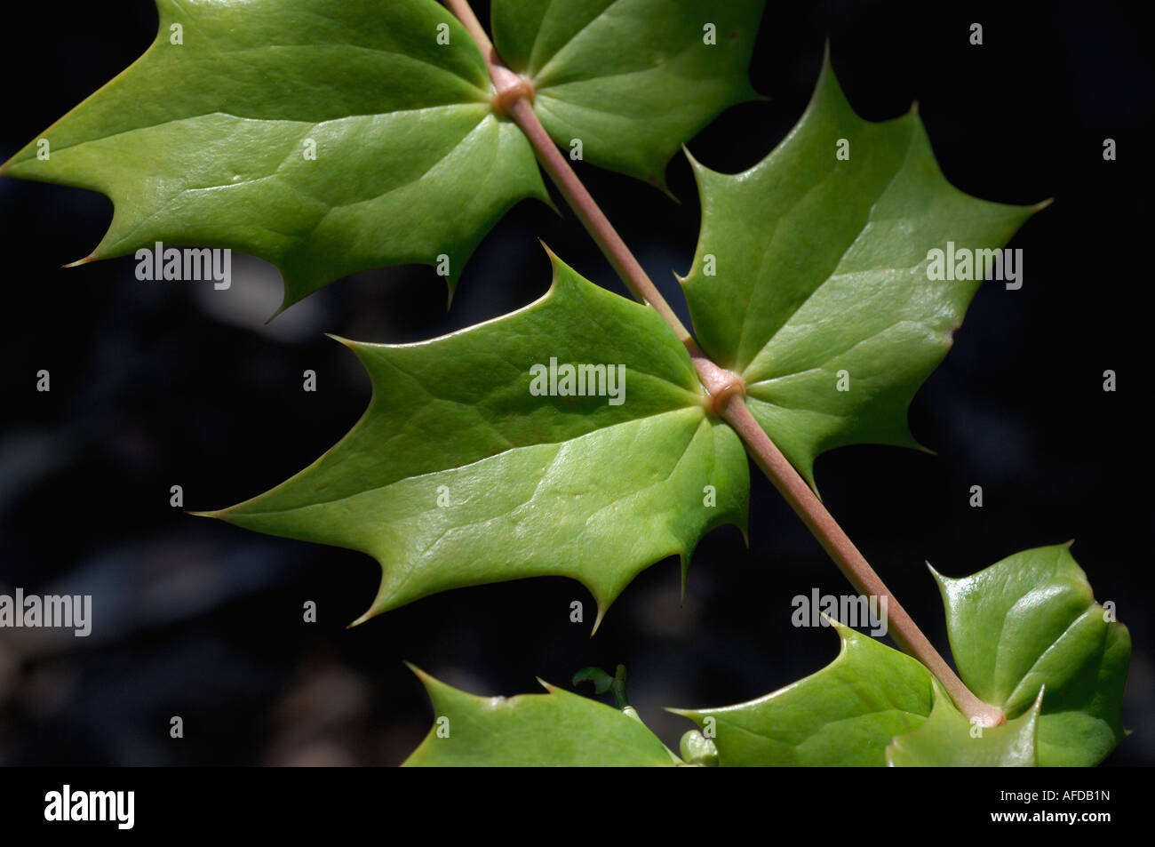 Close up of sharp spiny leaves on red stem Stock Photo