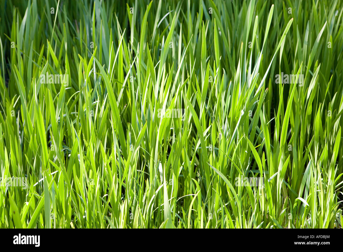 Close up of blades of grass Stock Photo