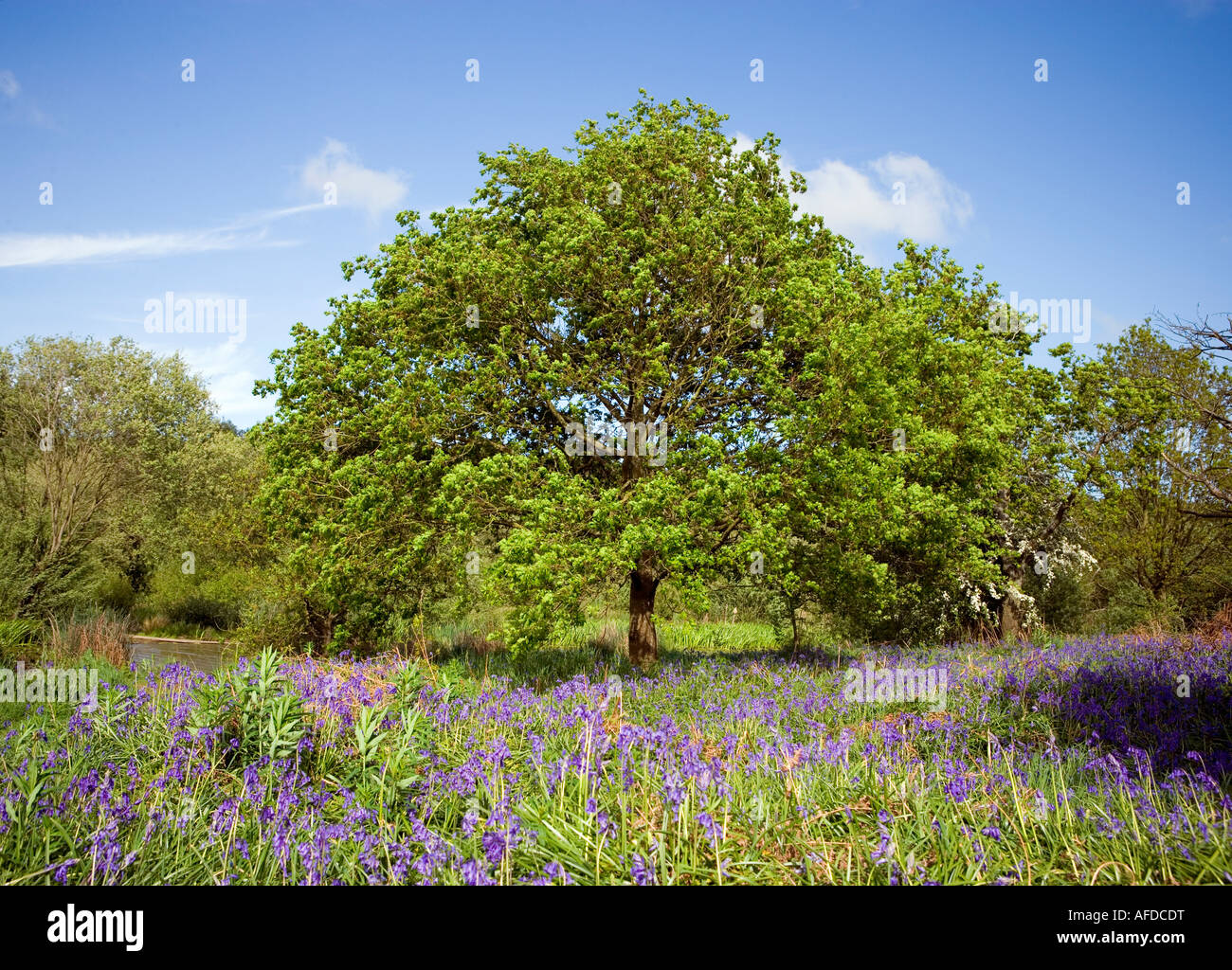 Tree shot in spring surrounded by flowering bluebells Stock Photo