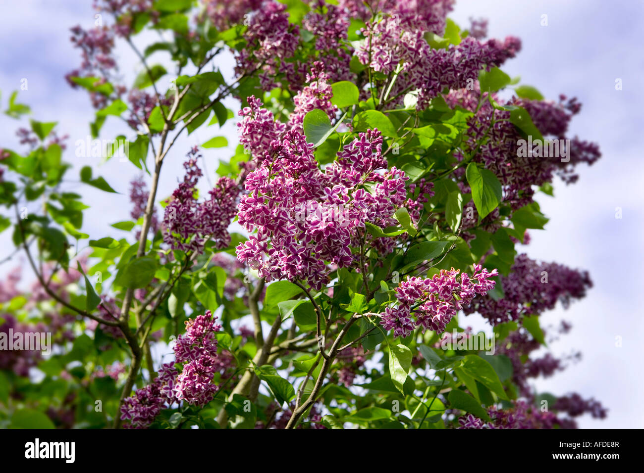 Lilacs Stock Photo