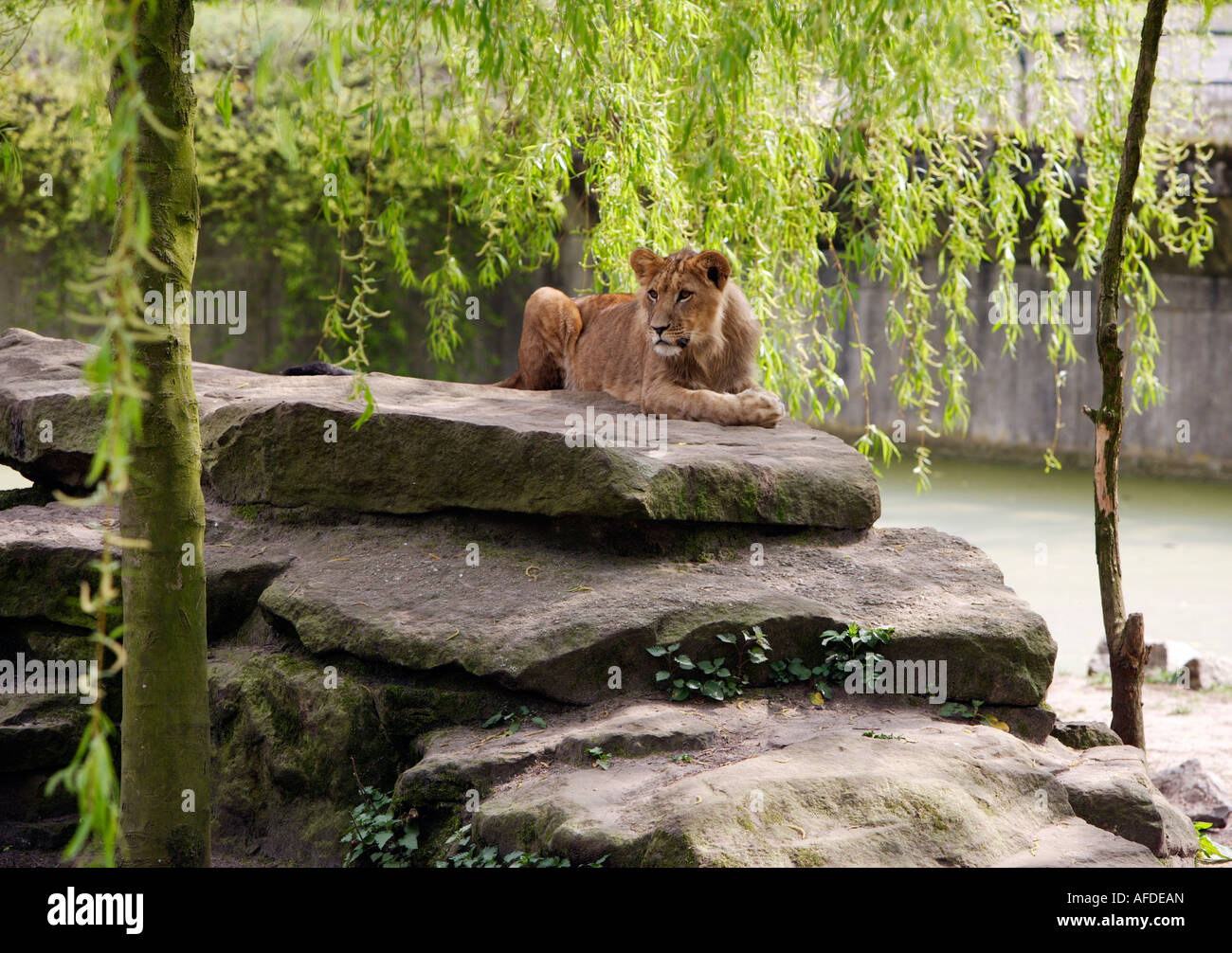 Lion Stock Photo