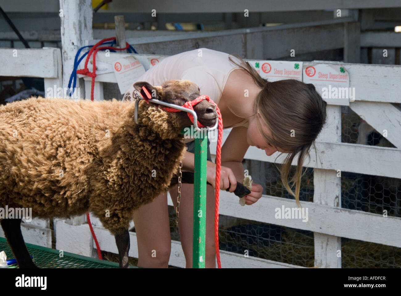 Girl Filing the Hooves of a Sheep in Preparation for 4H Club Livestock Show at the Columbia County Fair in Chatham NY Stock Photo