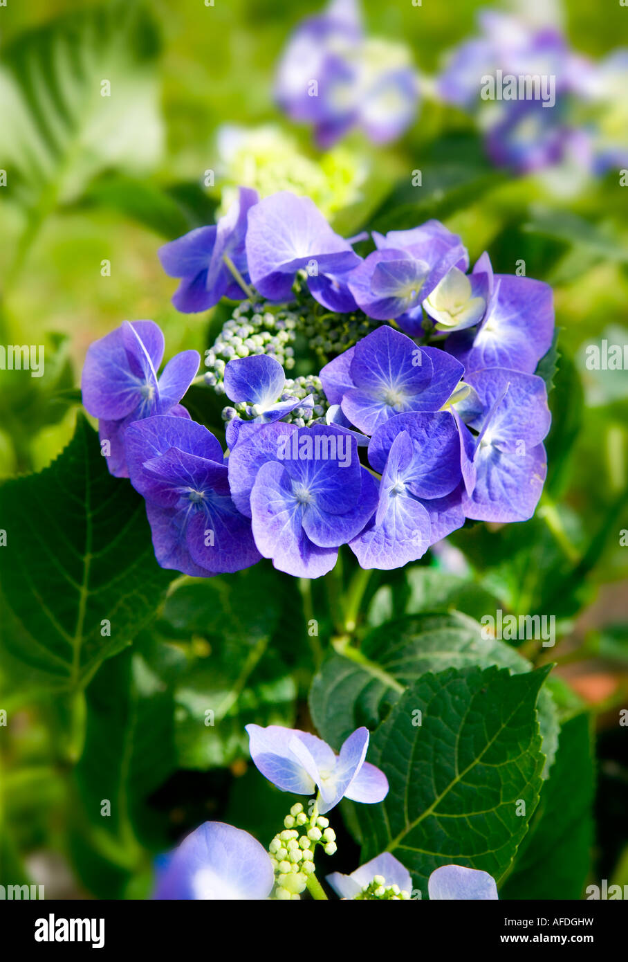 Close up shot of a blue flowering Hydrangea Stock Photo