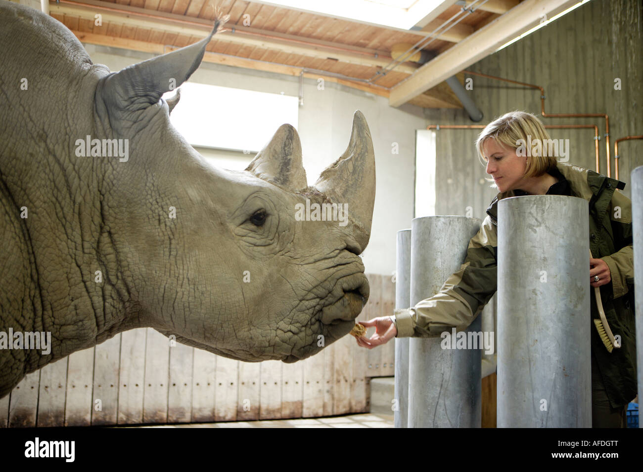 The zoo veterinary surgeon of the zoo Allwetterzoo Dr Sandra Silinski with the white rhinoceros Stock Photo