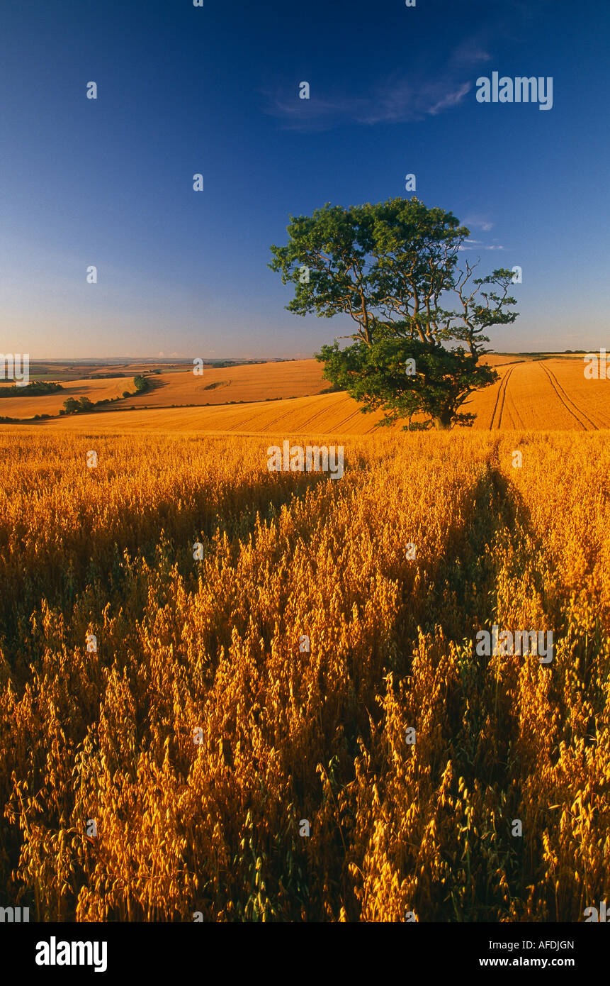a crop field near Dorchester, Dorset, England, UK Stock Photo