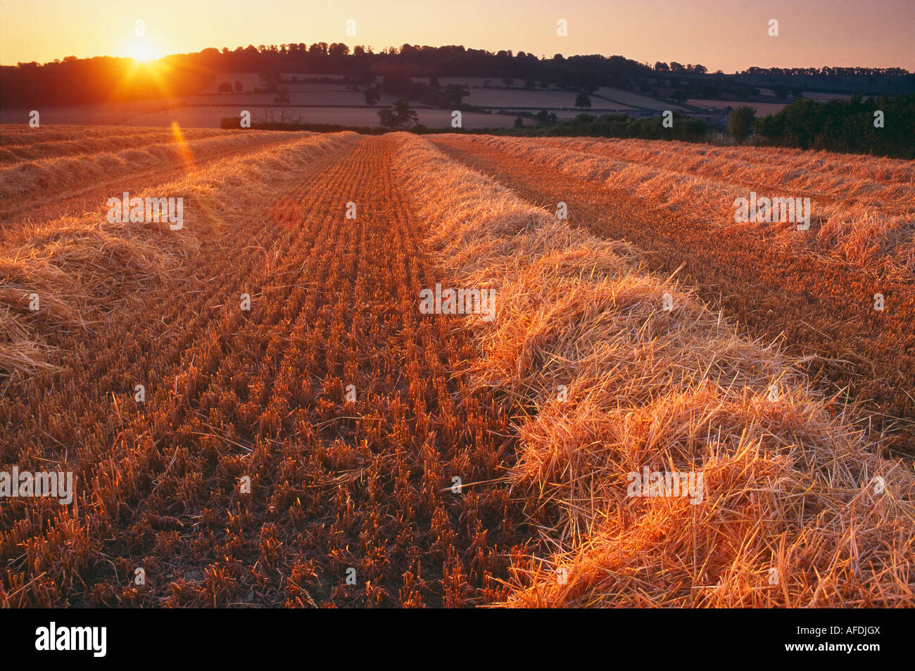 a field of recently cut straw near Milborne Port, Dorset, England, UK Stock Photo