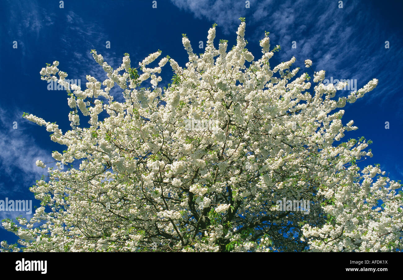 wild cherry tree in blossom, Dorset, England, UK Stock Photo