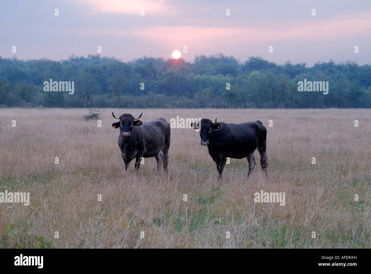 Casta (Pyrenean) cows in Cherine nature reserve, La Brenne, Indre, France. Stock Photo