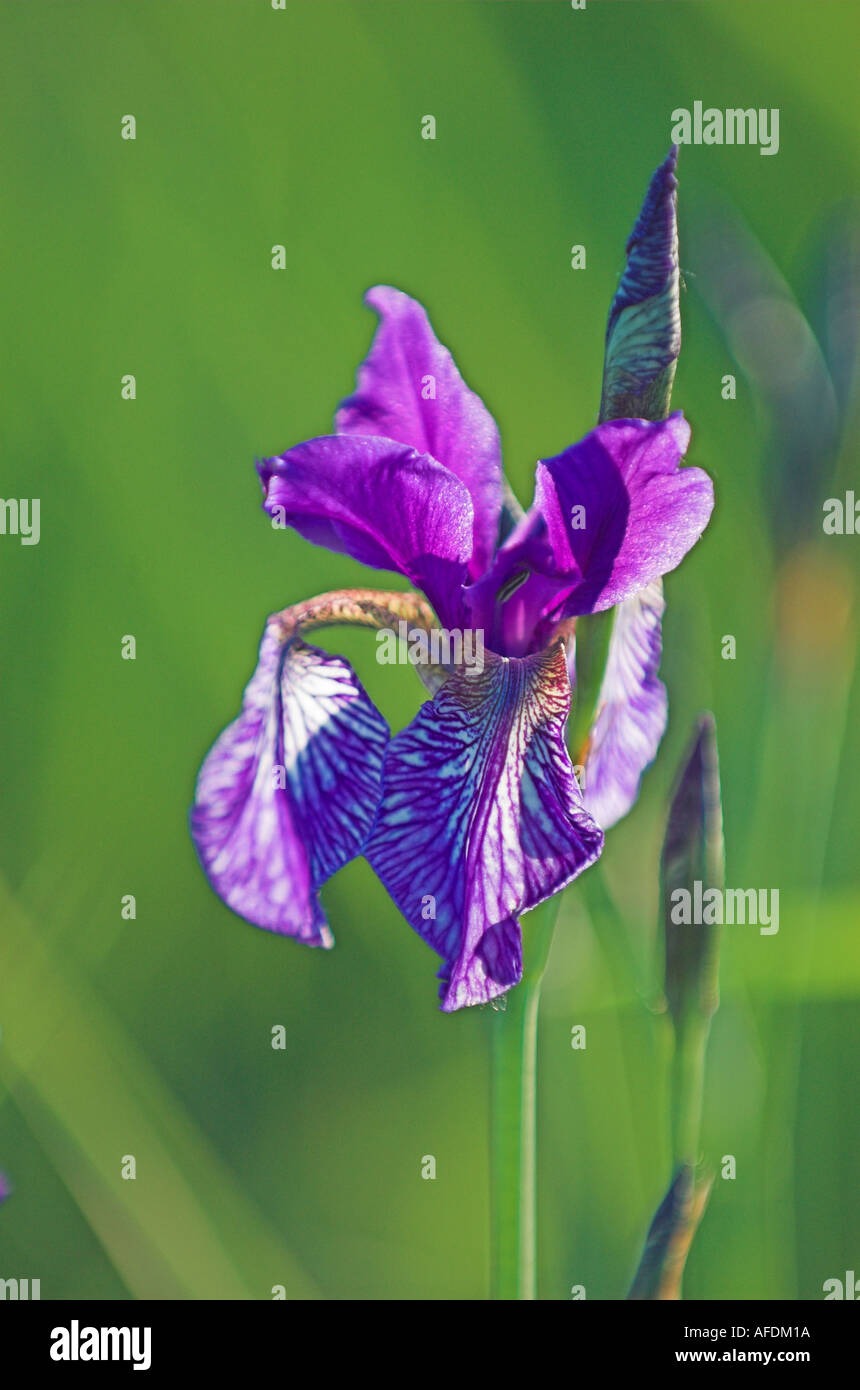 Blooming Lily (Iris sibirica), Nature Reserve Eriskircher Ried Lake ...