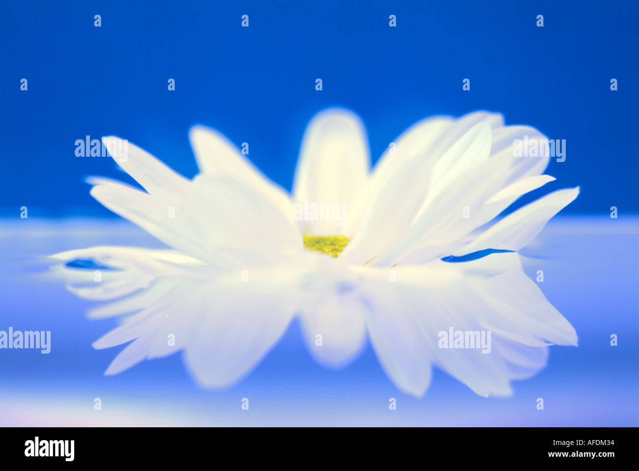 floating flower in water reflecting the mirrored version of the petals ...